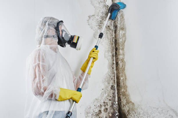 Biohazard Mold Removal in Anson, TX